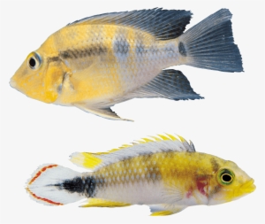 Free Png Fish Png Images Transparent - Fish