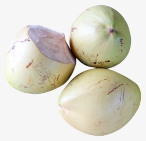 Top View Of Coconut Png Image - Coconut Top View Png