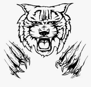 Wildcat Drawing Clip Art - Wildcat Drawing