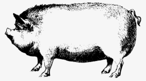 Face Pig Clipart Pig Animal Clip Art Downloadclipart - Black And White Pig Png