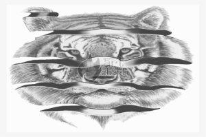 B/w Tiger Drawing Peeled Orange Effect Original - Sketch