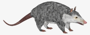 Virginia Opossum 8 - Marsh Rice Rat