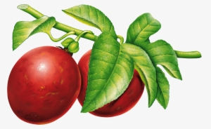 Fruits - Plums Png