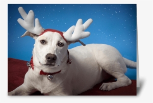 Irritated Dog With Reindeer Ears Greeting Card - Reindeer
