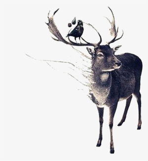 Drawing Antlers Hand Drawn - Deer Art