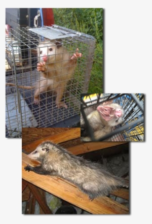 The Virginia Opossum Are Unique Critters - Opossum