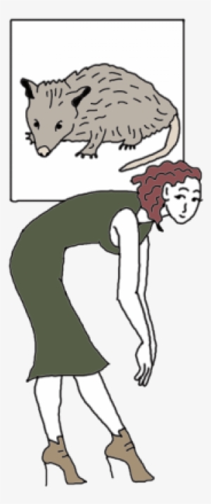 Opossums - Illustration