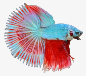 Half Sun Betta Fish