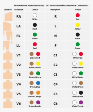 Color Coding Standards For The 12-lead Ecg - Electrocardiography