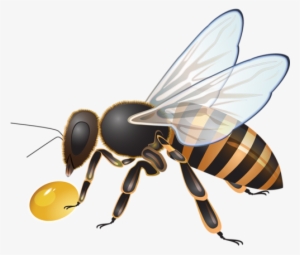 Visit - Bee