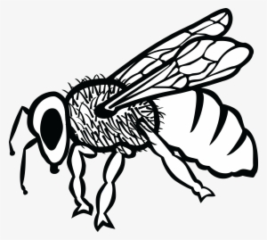 Free Clipart Of A Bee - Arı Çizimi Karakalem