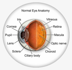 Eye Anatomy - Eye Anatomy Iris