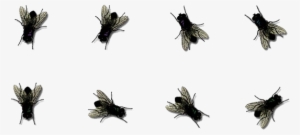 Flies Png Photos - Flies Icon Png