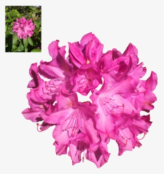 Rhododendron Png
