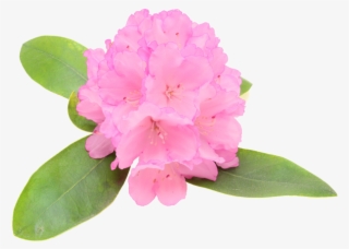 Alp Rose Plant Stem Cell - Leaf