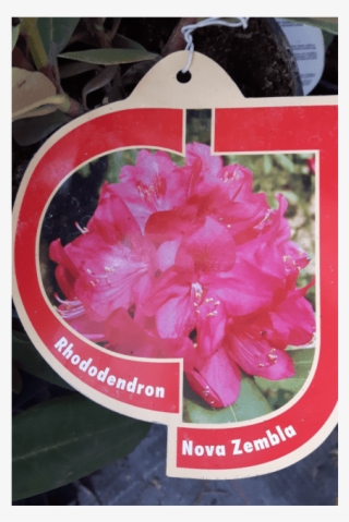 Rhododendron 'nova Zembla' - Gilliflower