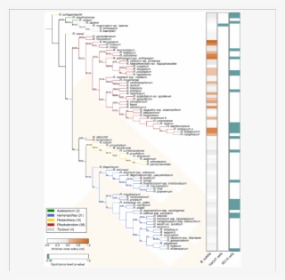 Phylogeny And Bioactivities Of Rhododendron - Phylogenetic Tree