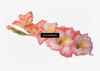 Gladiolus Hd Flowers Nature