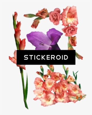 Gladiolus Flowers Nature - Gladiolus