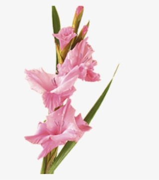 Flower That Symbolizes Optimism