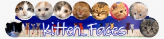 Kitten Faces - Kitten