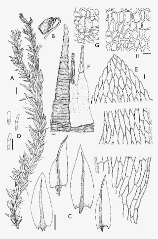 Seta And Capsule - Line Art