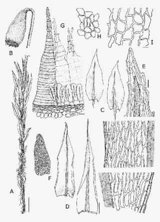 Seta And Capsule - Pohlia Lonchochaete