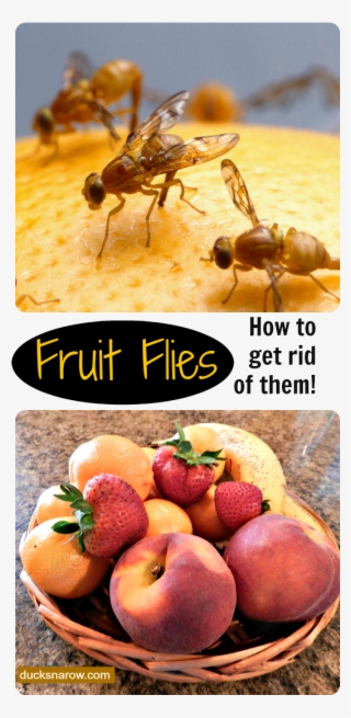 How To Get Rid Of Fruit Flies Naturally, Fruit Fly - 101 Weird And Disturbing Animal Facts