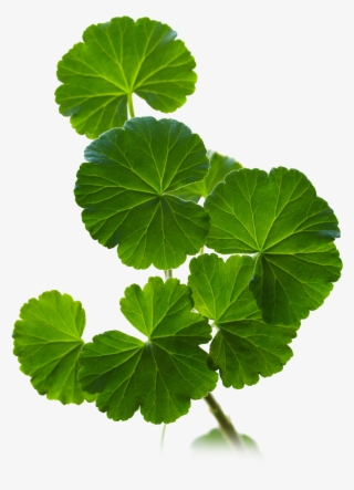 Geranium Leaves