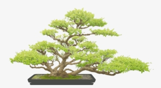 Bonsai - Bonzaï