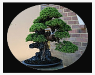 Bonsai Png