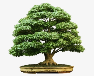 Bonsai-zezinho - Bonsai Tree