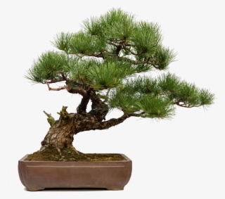 Skills - Skills - Skills - Skills - Bonsai
