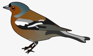 Male Chaffinch - Clip Art Chaffinch