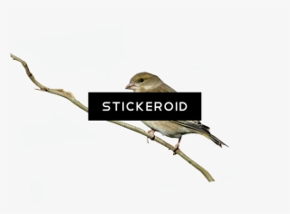 Finch Birds - Duke Nukem Forever Box Art