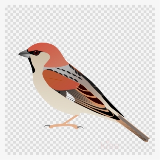 Sparrow Vector Png Clipart House Sparrow European Robin - Picsart Editing Hair Style