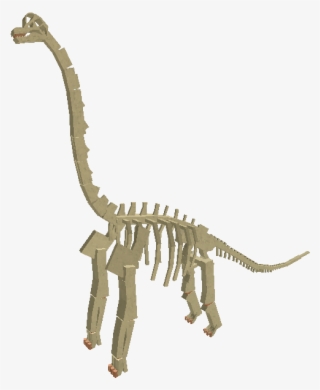 Fossil Brachiosaurus - Wiki