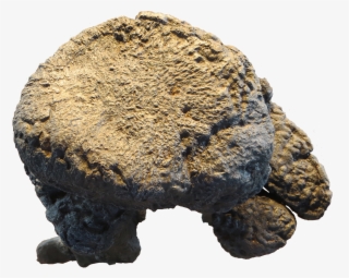 Brachiosaurus - Igneous Rock