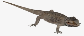 Central Bearded Dragon 3 - Wiki