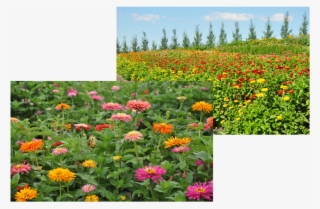Flower Collage - Collage