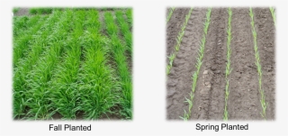 Winter Barley - Spring Barley Vs Winter Barley