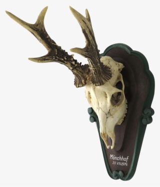Vintage German Roe Deer Skull Mount - Roe Deer