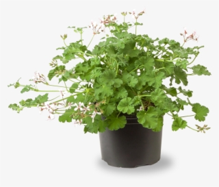 Prunus Lauroceracus 'herbergii' 80/100 - In Pot