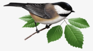 Яндекс - Фотки - Bird