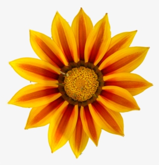 Images For Orange Daisy Png - Clip Art