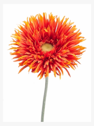 37" Jumbo Spider Gerbera Daisy Spray Orange Yellow