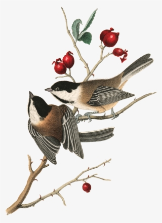 Audubon Prints, Audubon Birds, Wildlife Paintings, - Black-capped Chickadee Throw Blanket