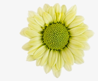 Tornado Tornado - Barberton Daisy