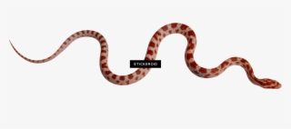 Snakes S Snake