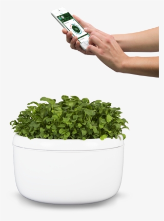 No Hands Required4 Lighter - Flowerpot